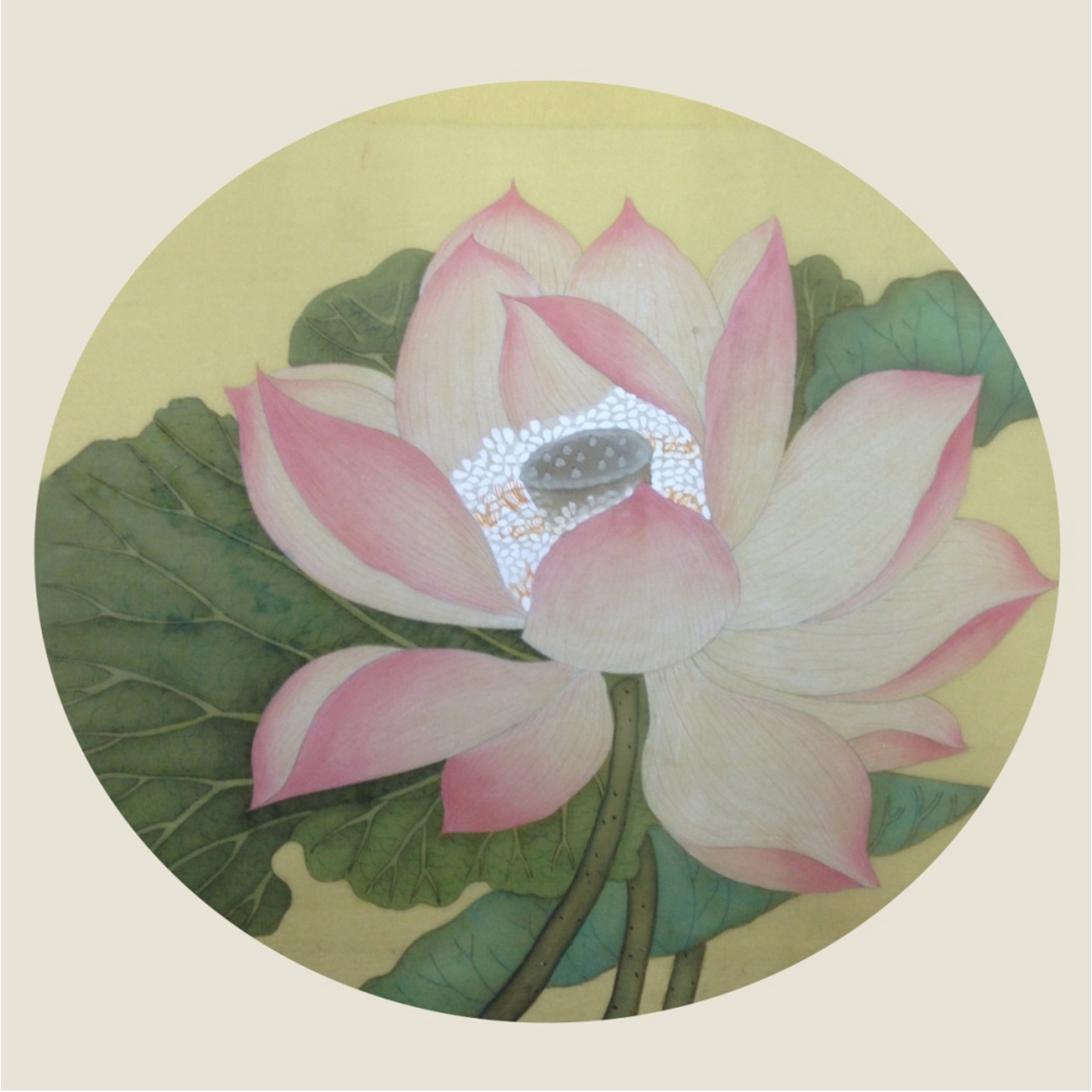 Lotus Emerging from Water